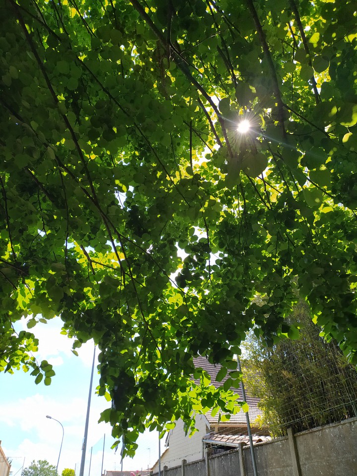 sun and leaves