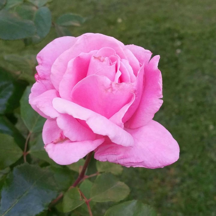 a beautiful rose