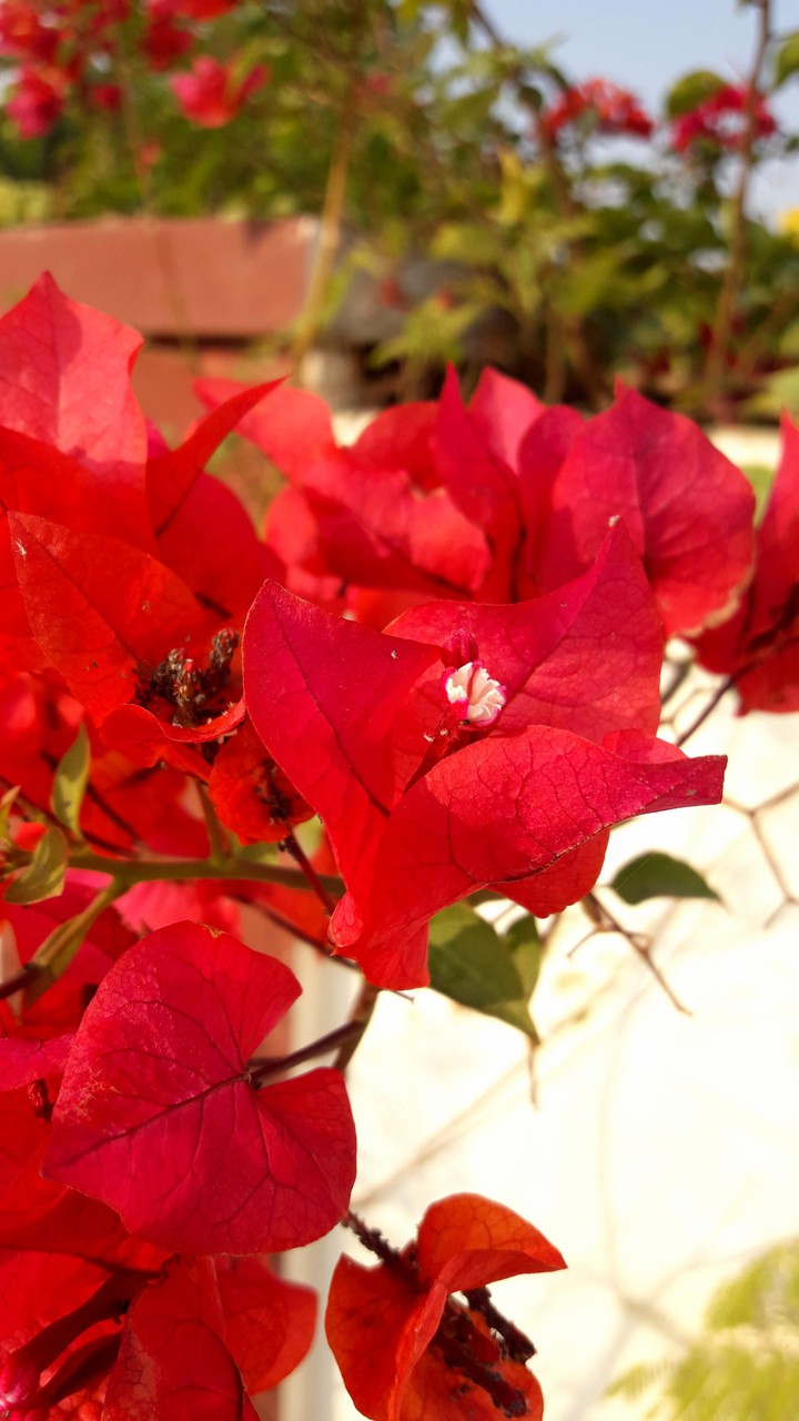 flowers