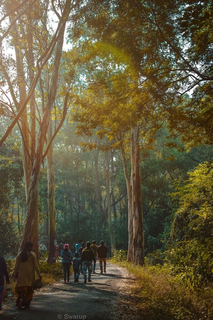 journey through the woods