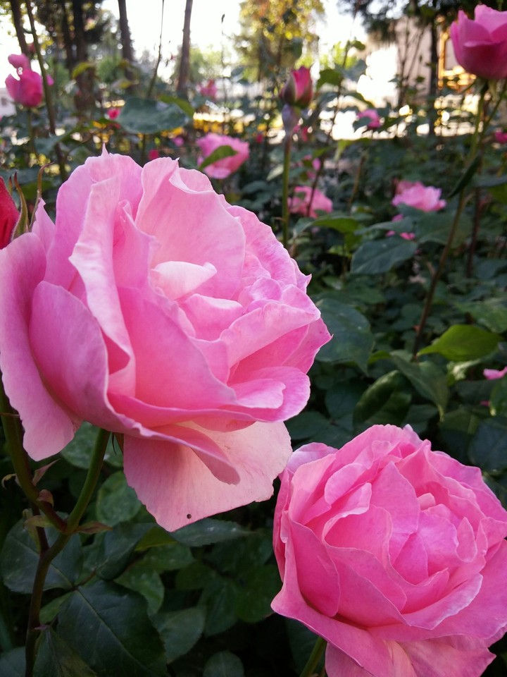Gül _rose