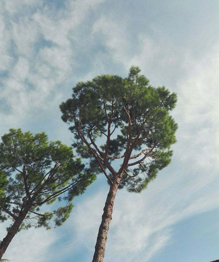 trees