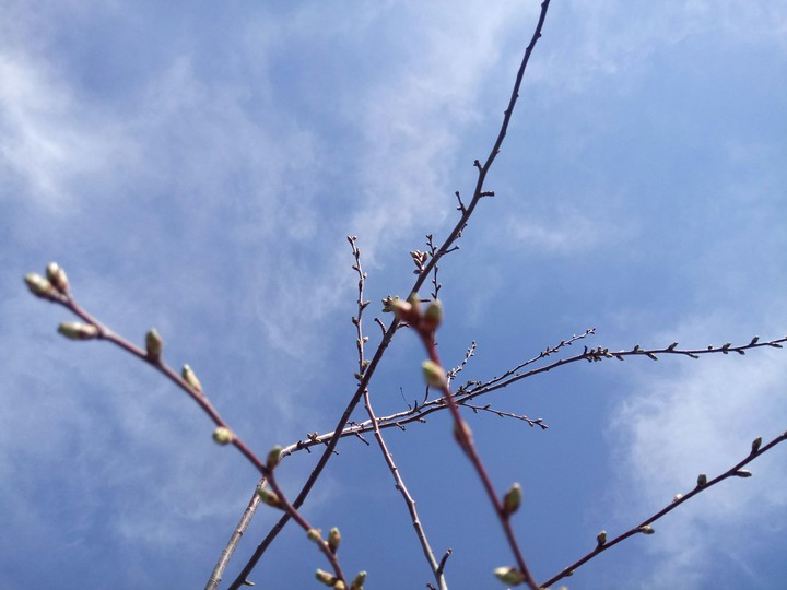 it's spring