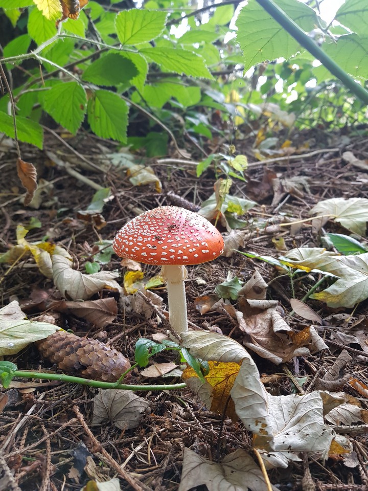 forest