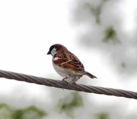 Sparrow