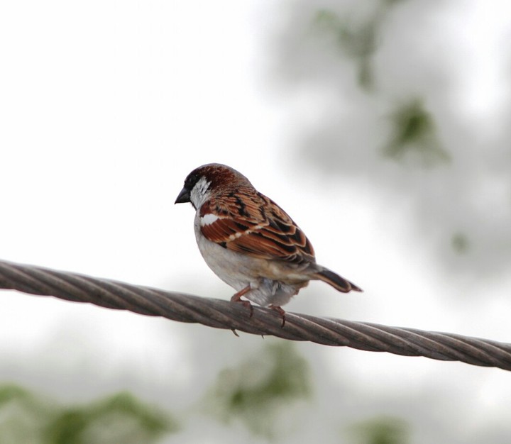 Sparrow