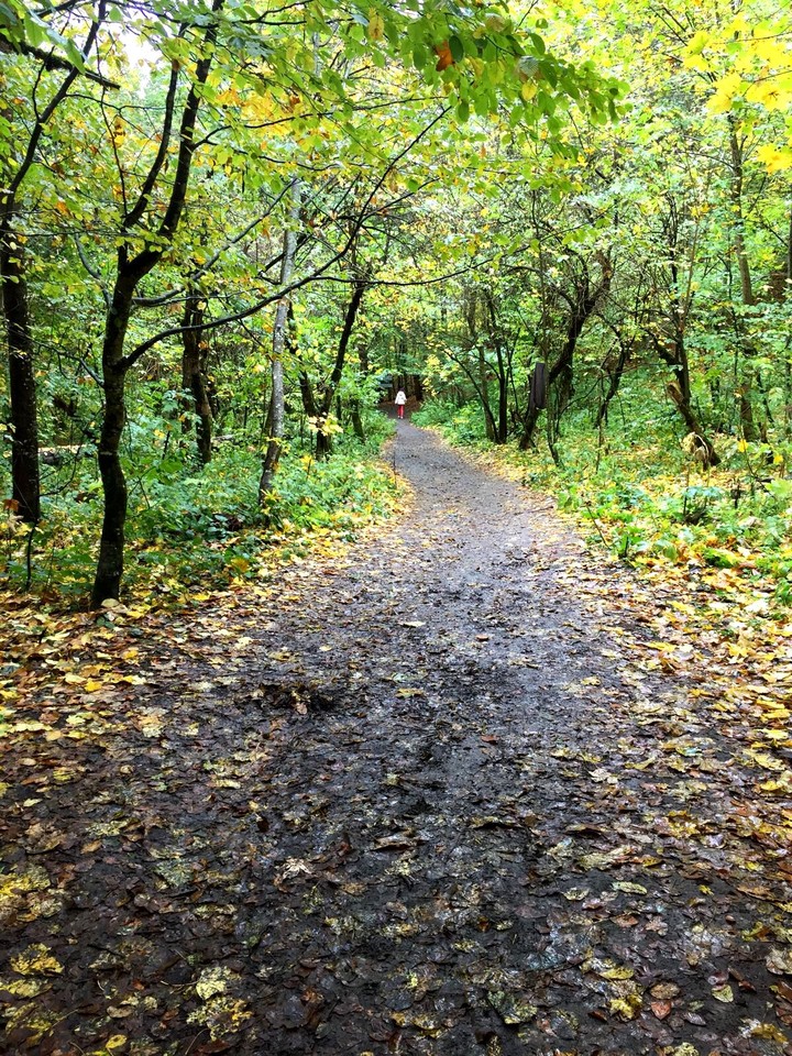 forest