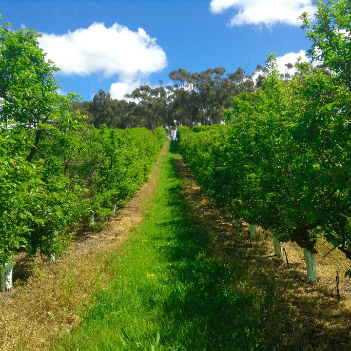Vineyard