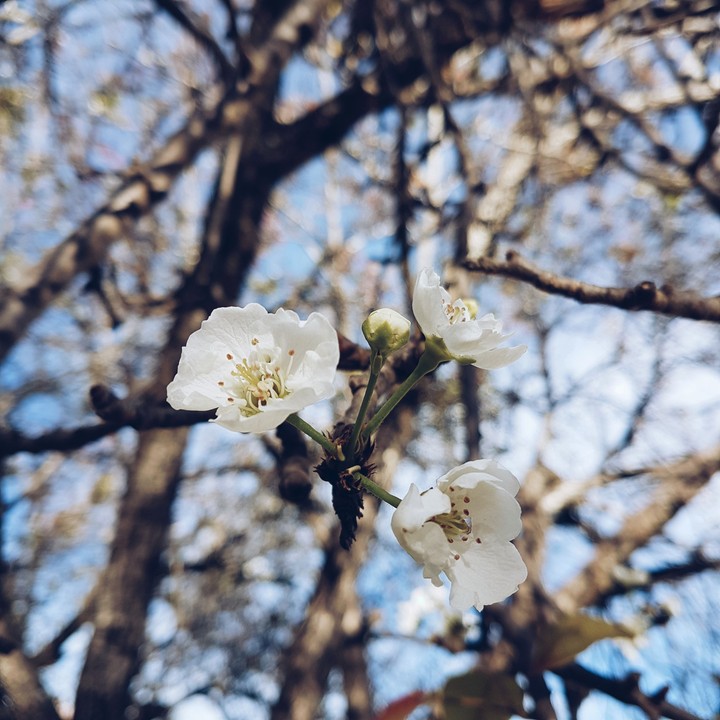 blossom..
