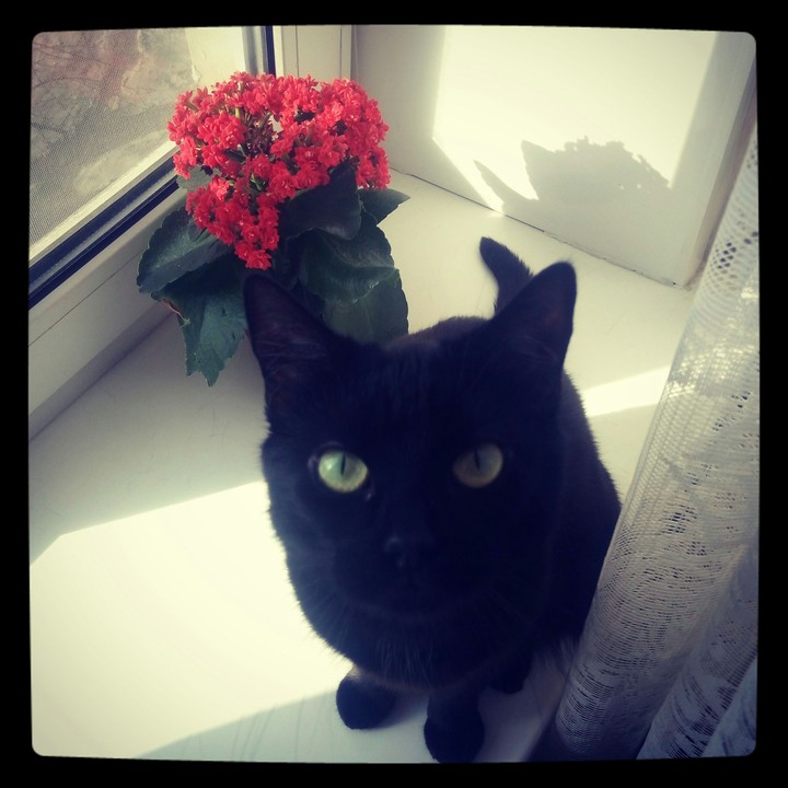 кошка