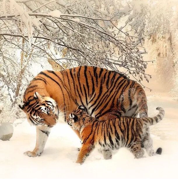мама