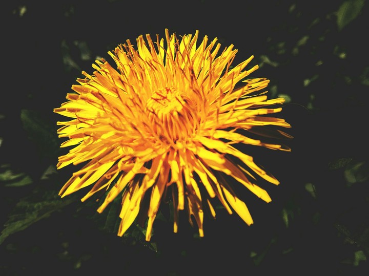 dandelion
