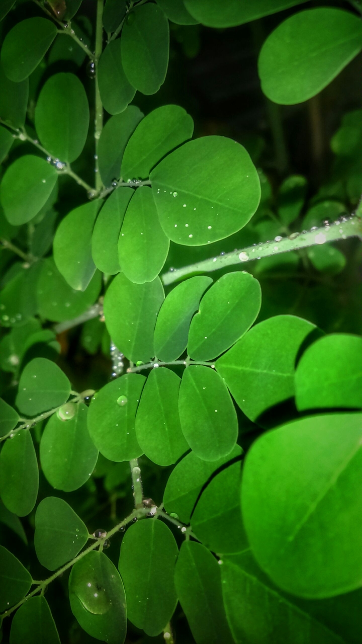 natural shot lustrous green