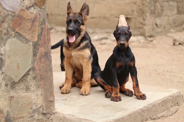 German vs Doberman
