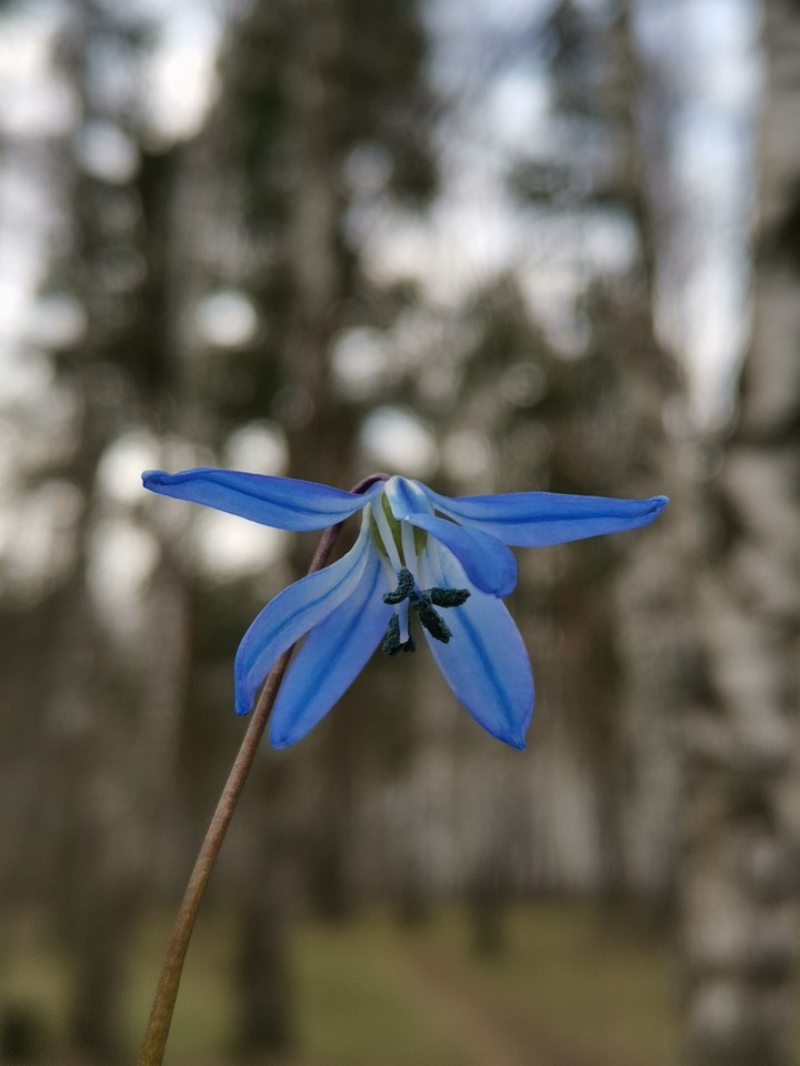 Scilla