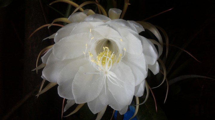 Epiphyllum