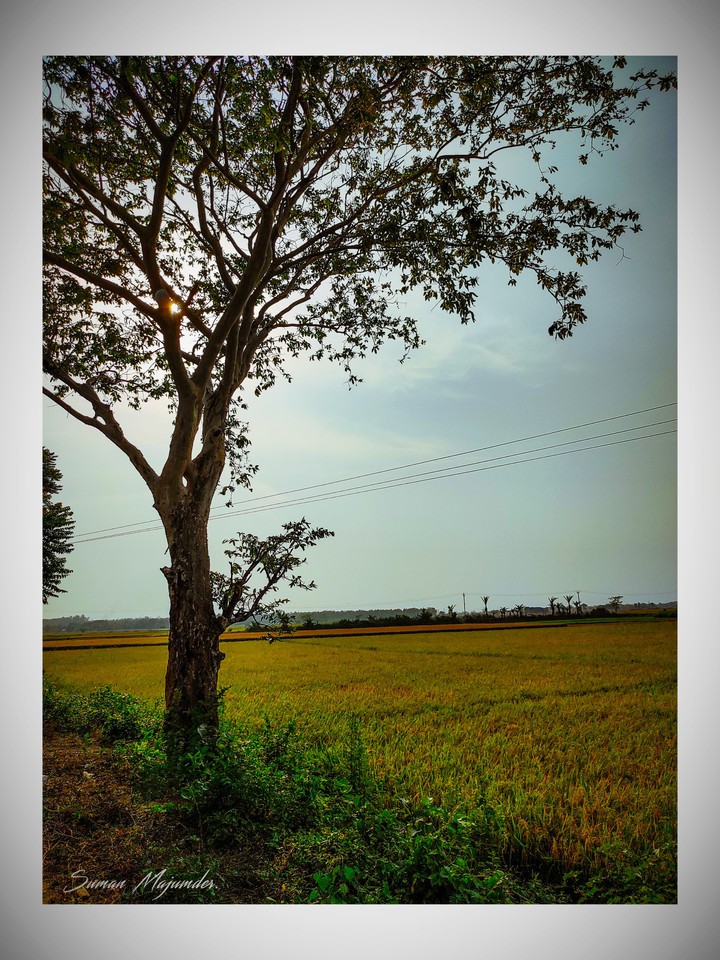 Arjuna tree
