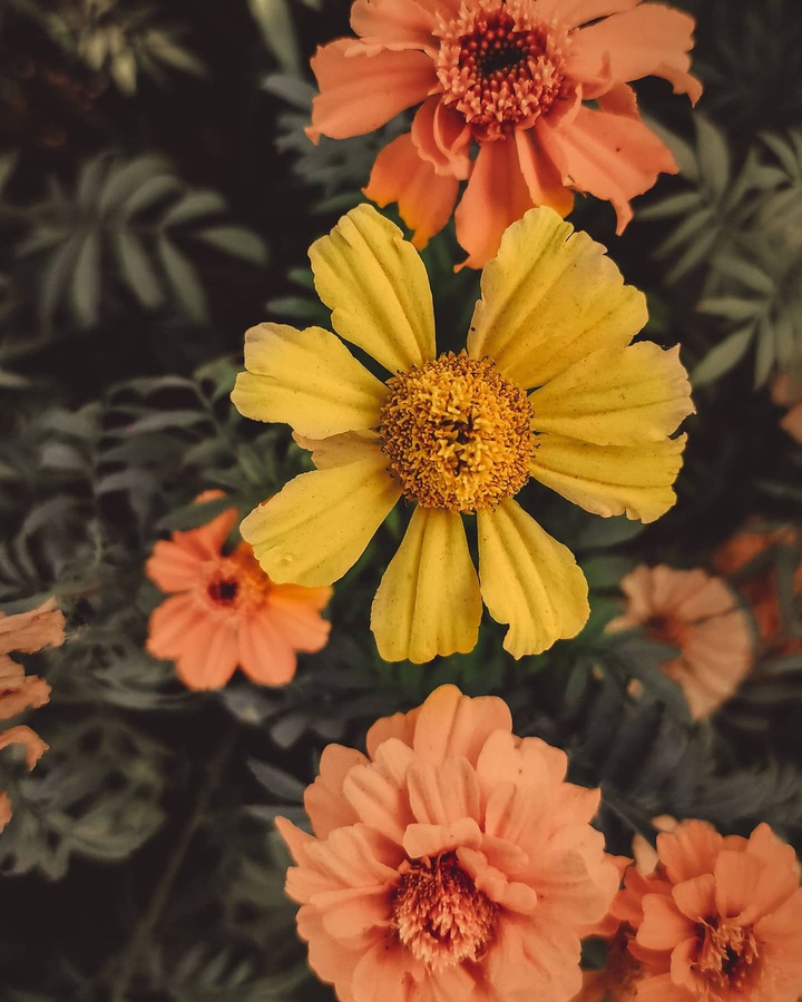 Flowers
