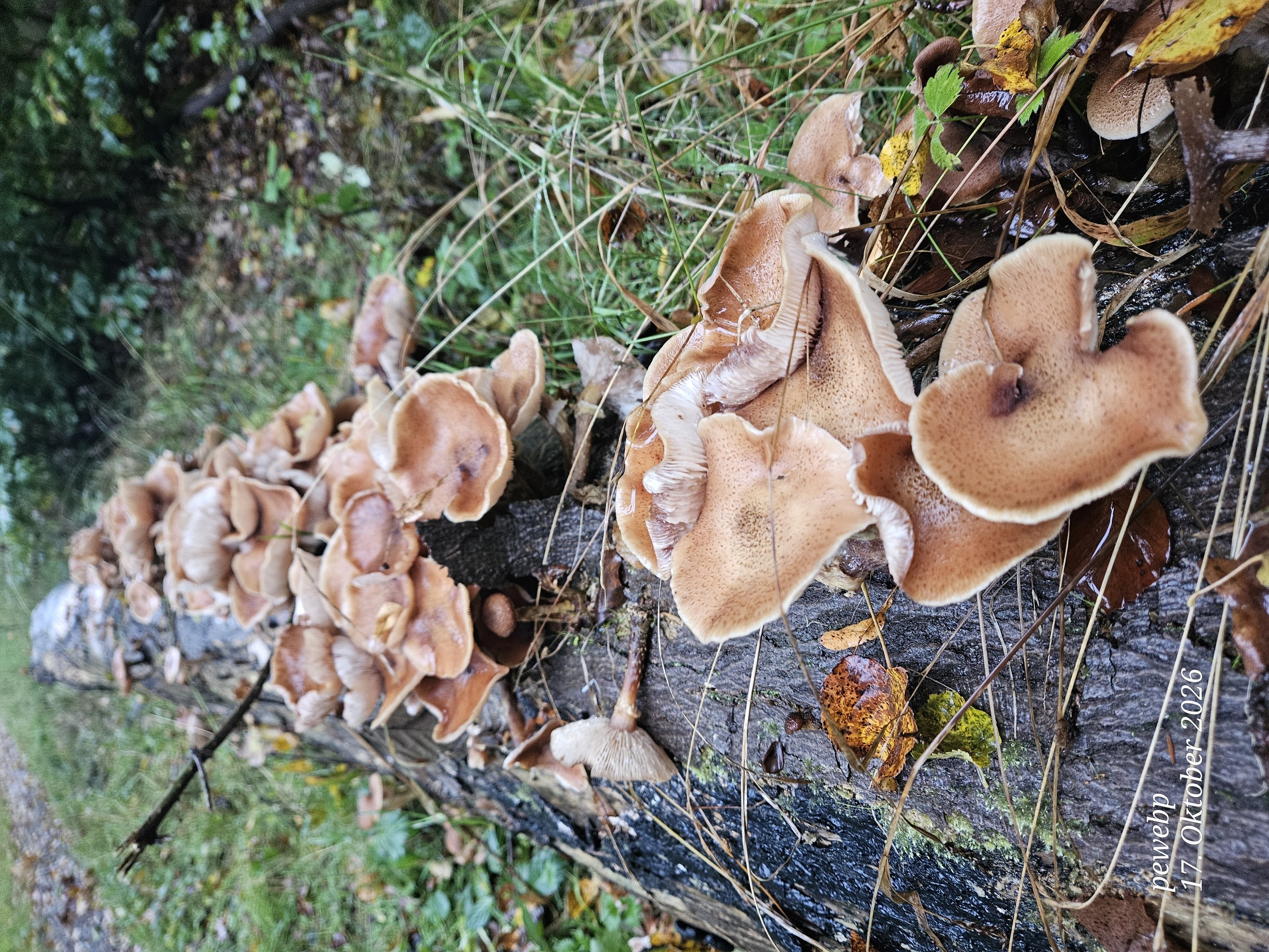 Plant_pathology, Liverworts, Araliaceae