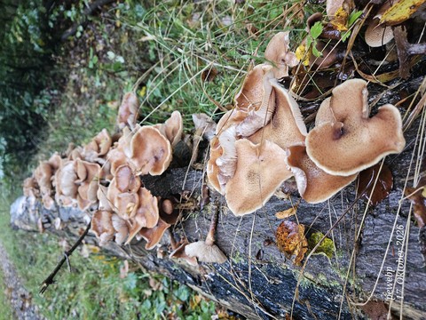 Plant_pathology, Liverworts, Araliaceae