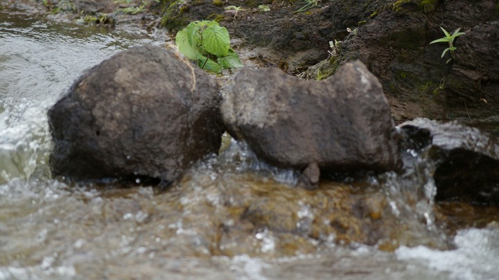 Plant on Rock