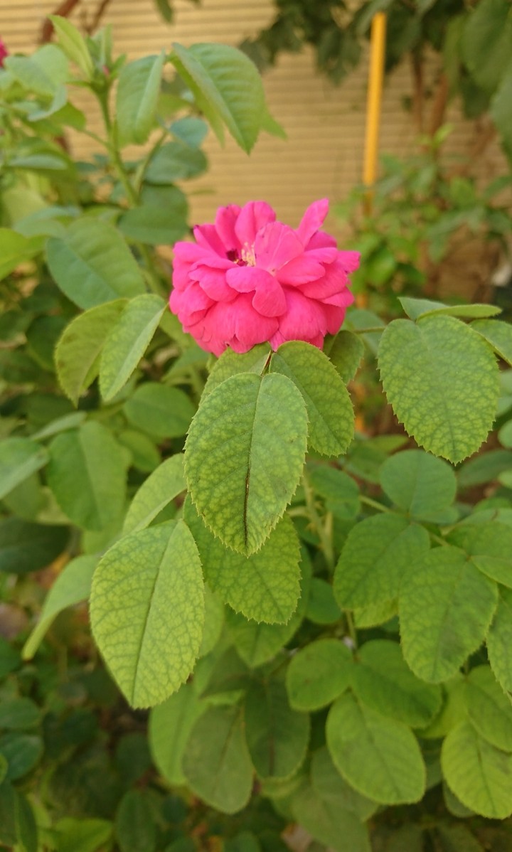 flower of our garden