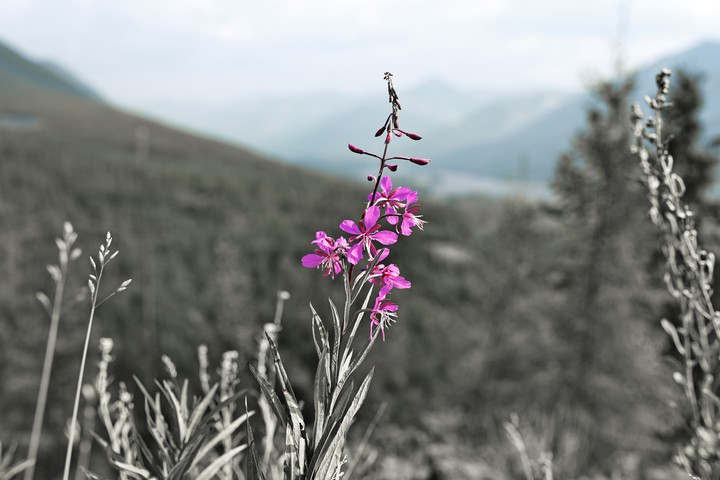 flowers