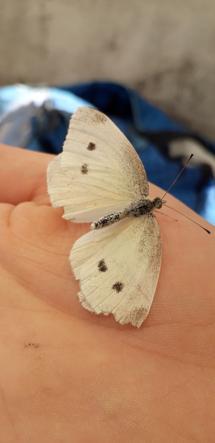 butterfly
