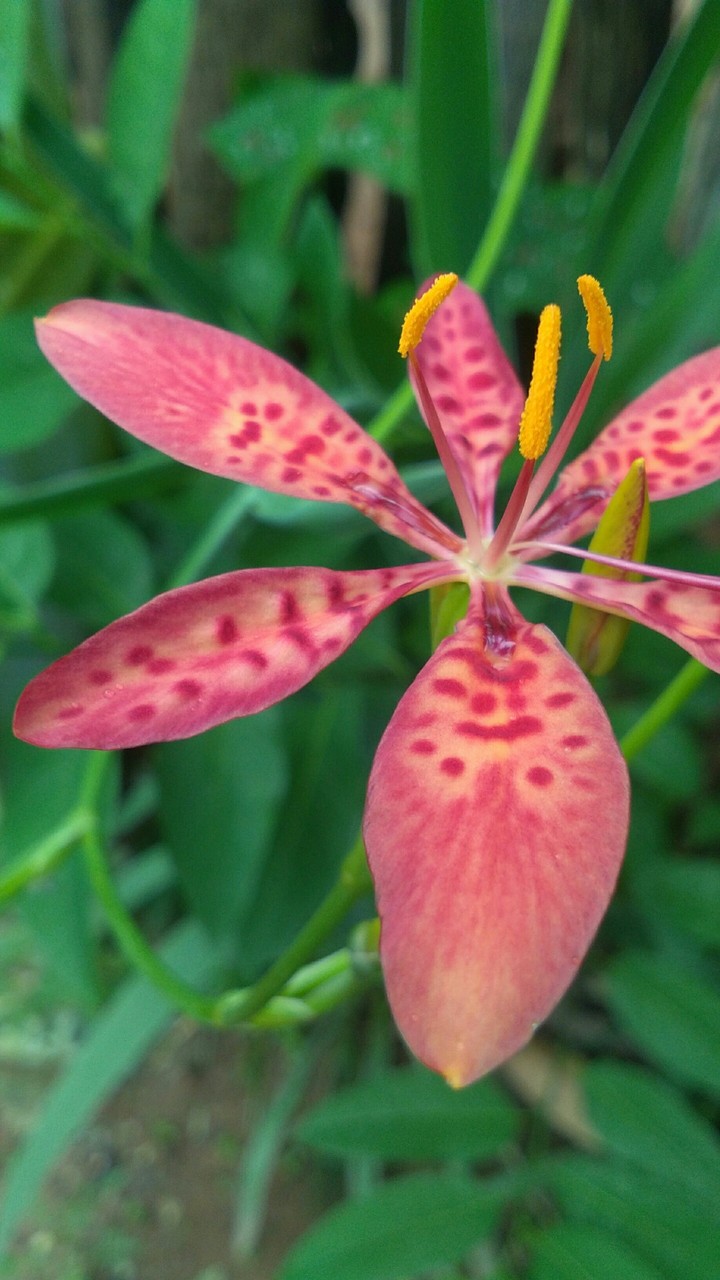 flower red