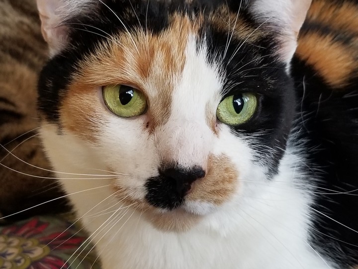 calico