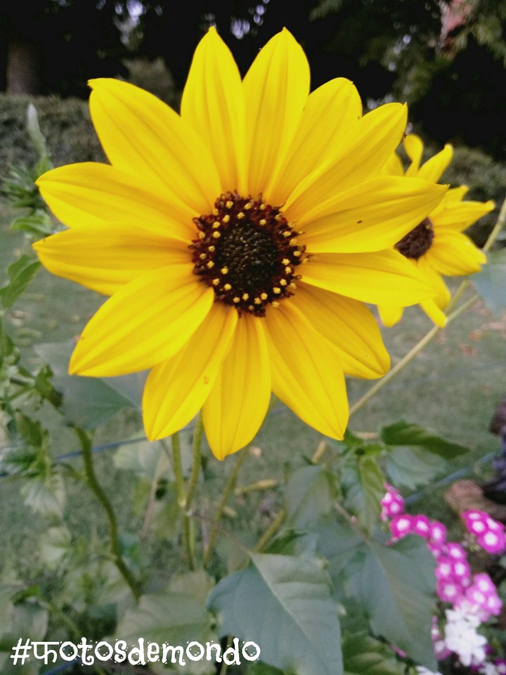 the yellow flawer