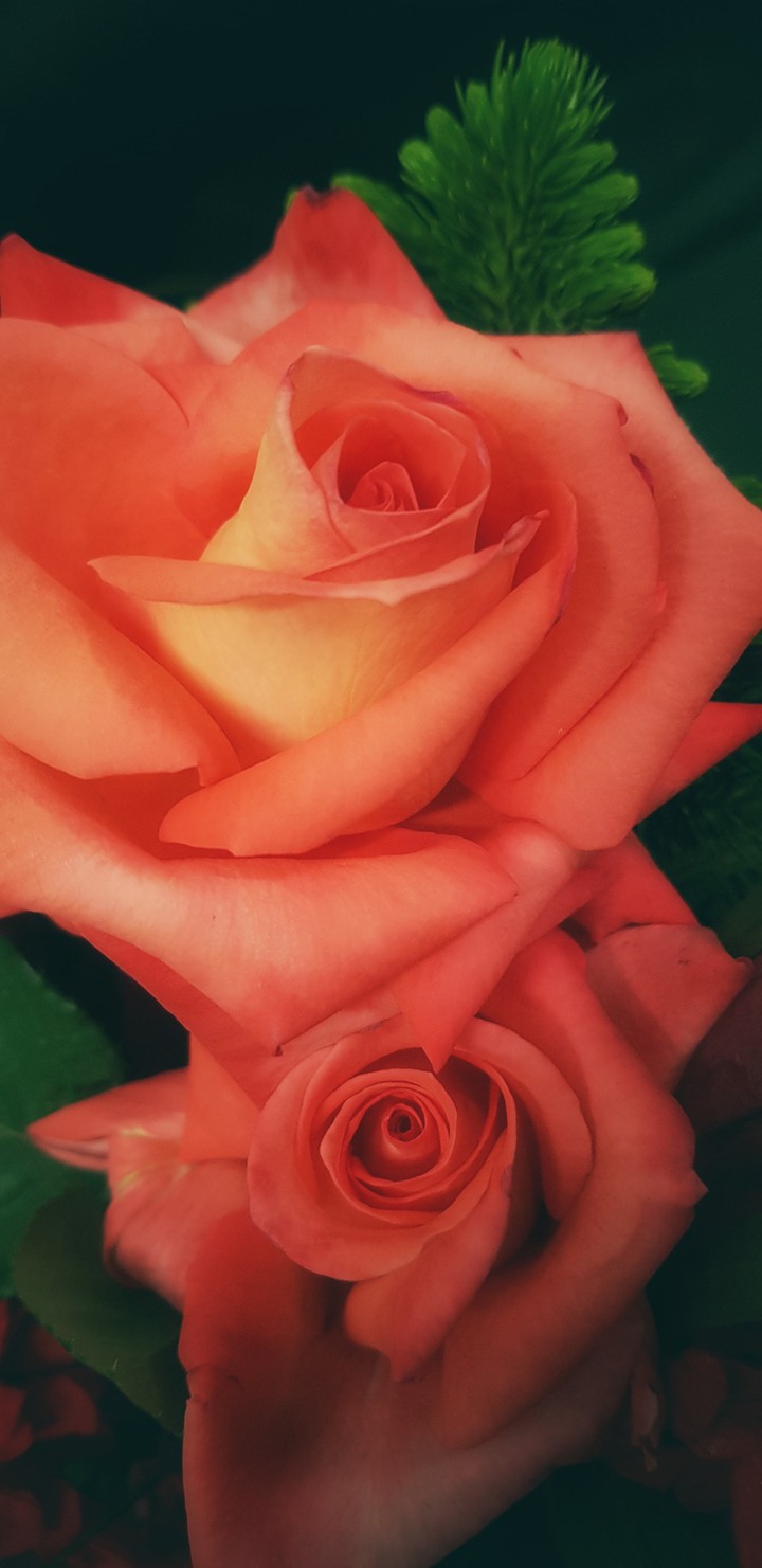 rose