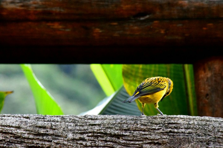 Bird