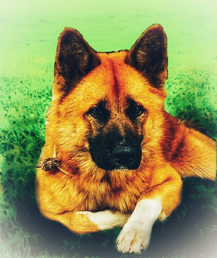 dog
