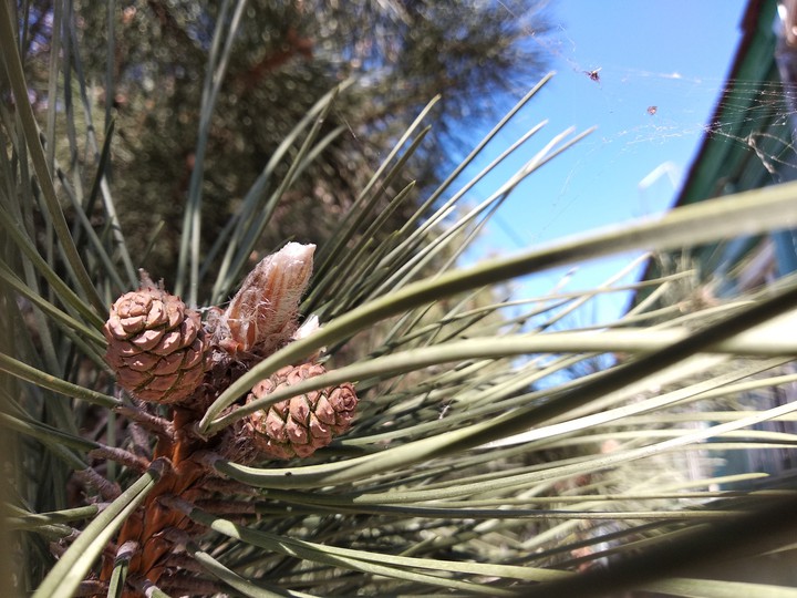 pine tree in spring