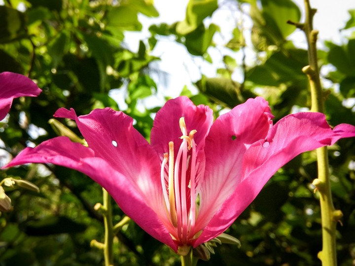 Flowers