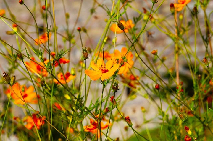 Flowers