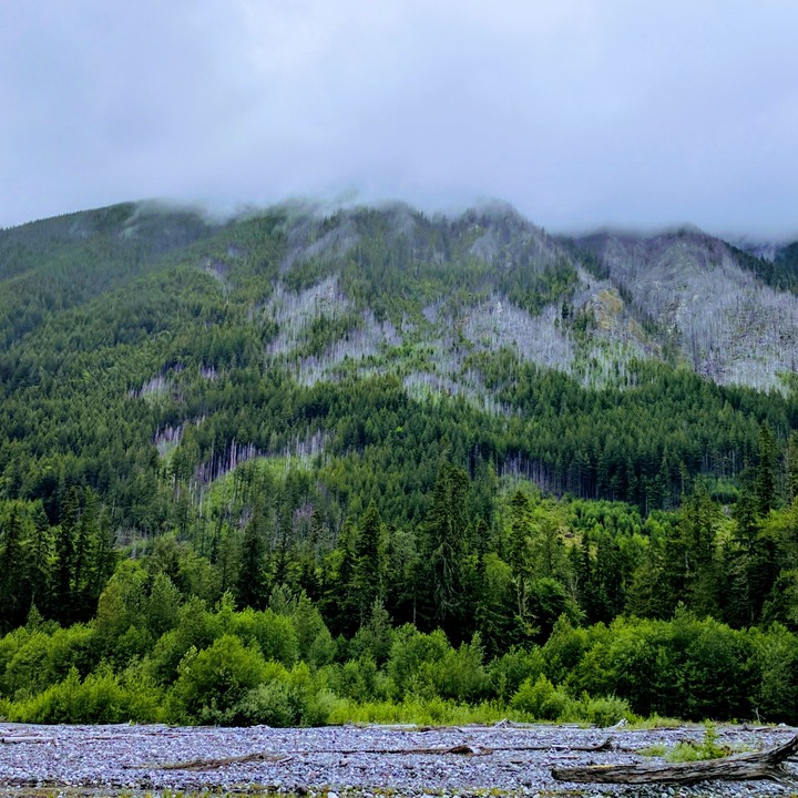 Mt. Rainier
