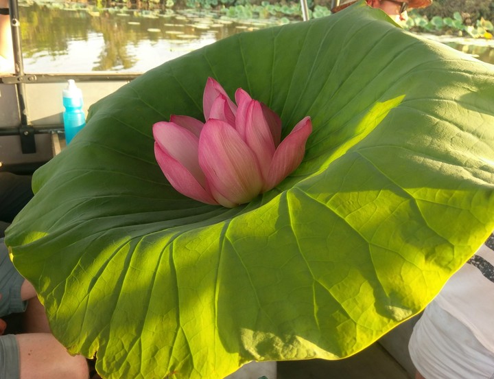lotus flower