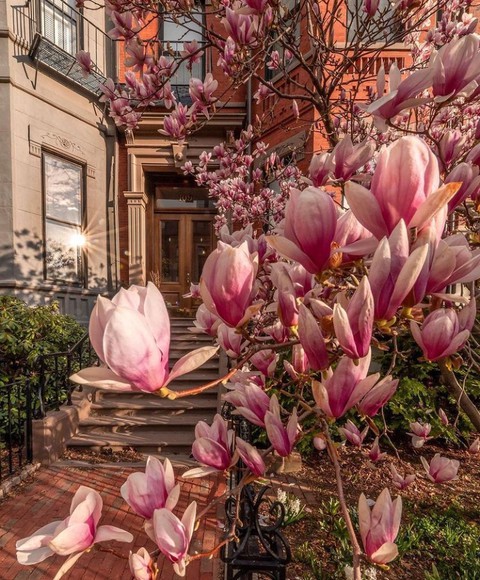 Building, flower háttérképek