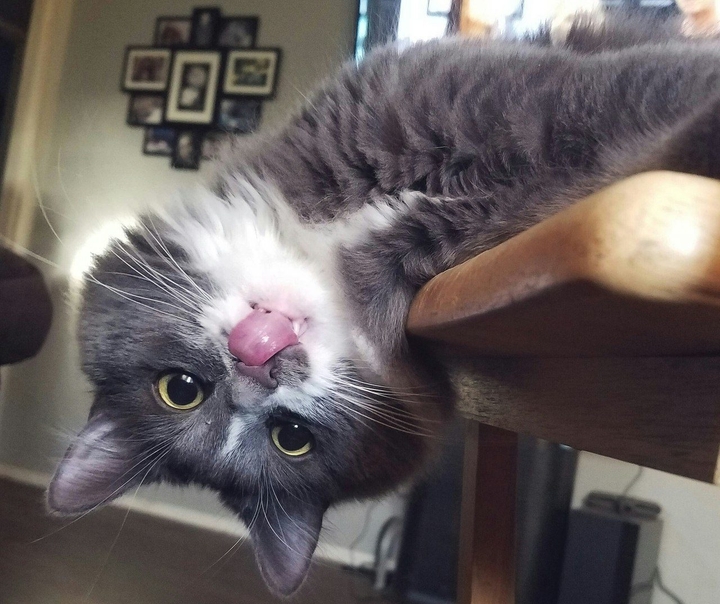 funny cat