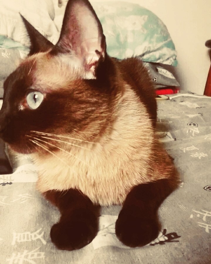 perfil de gata