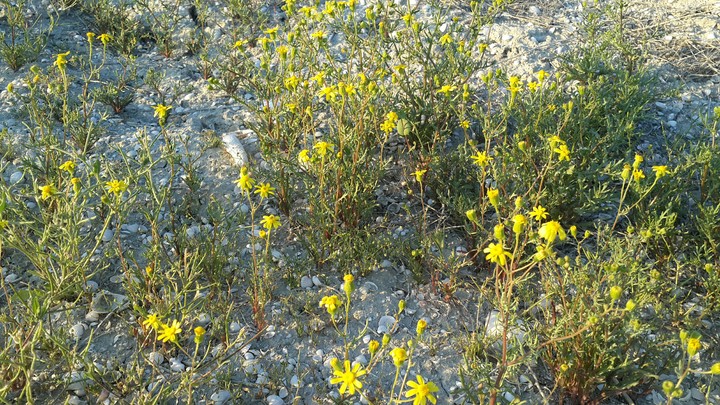 steep flowers