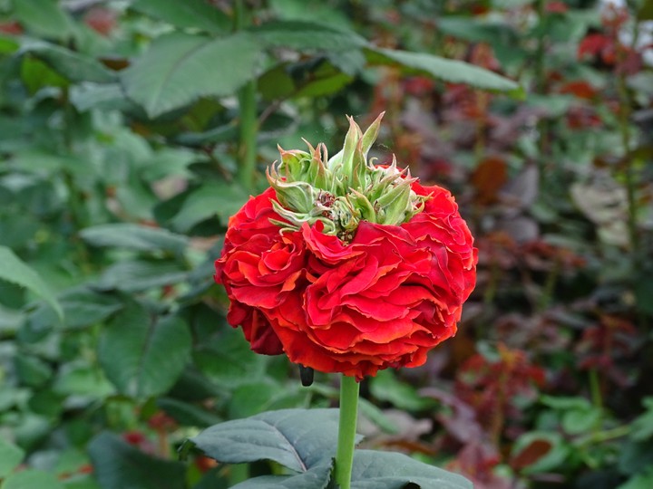 rose