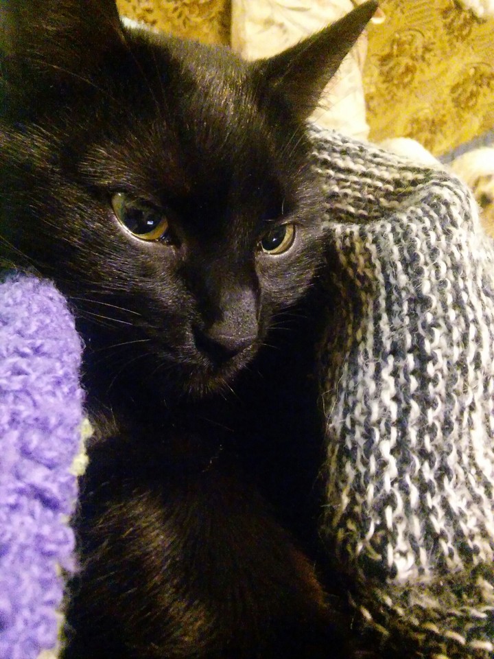 Cat ❤❤❤