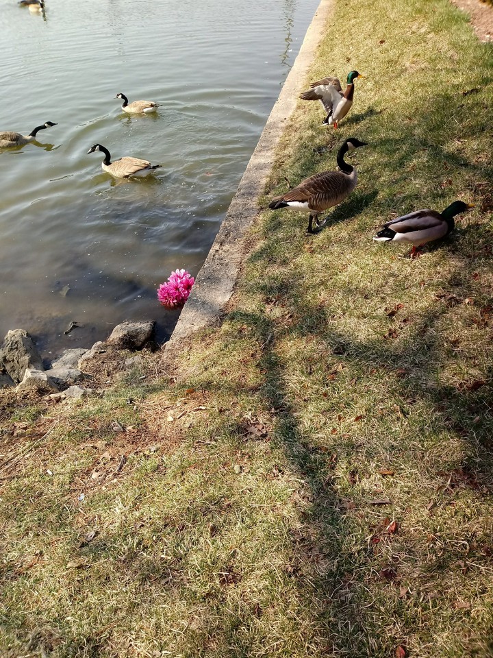 Geese and ducks