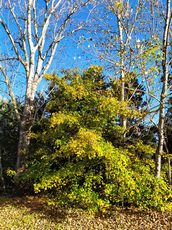 Albero