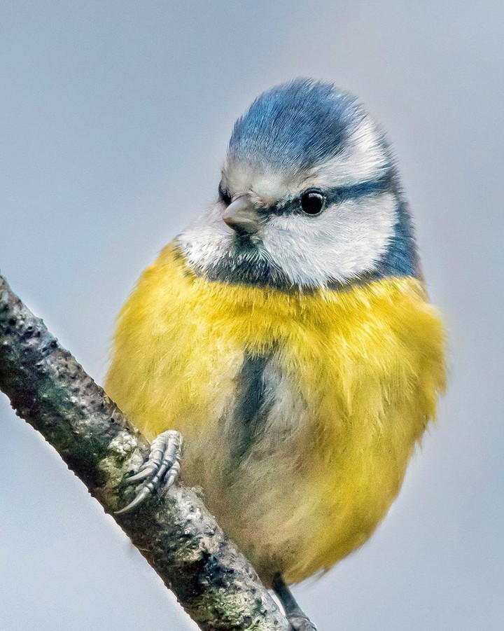 Blue tit
