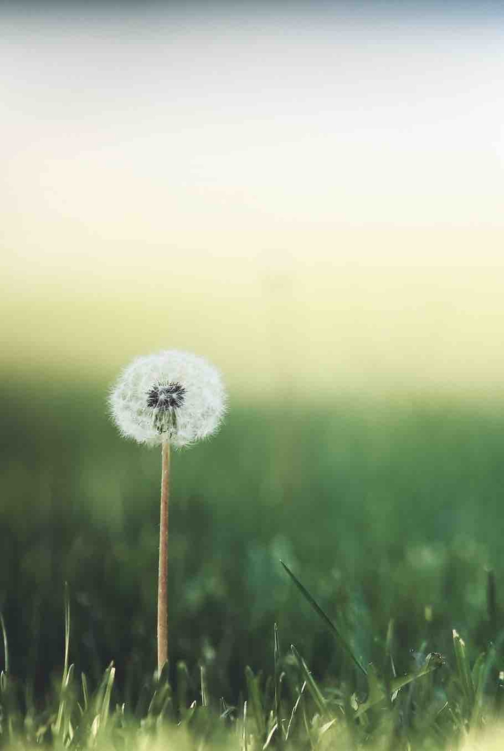 dandelion