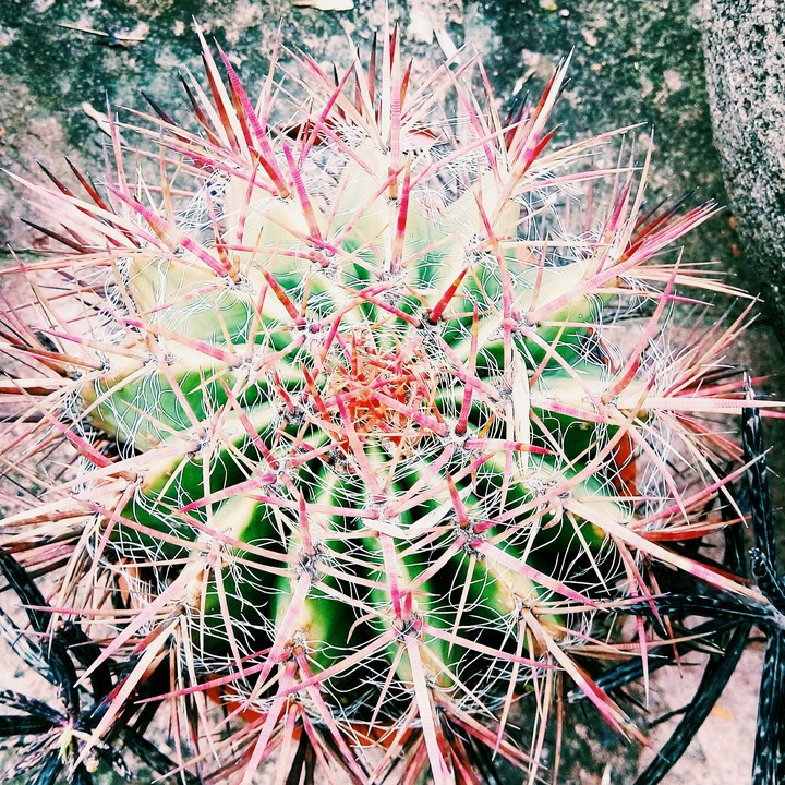 thorns